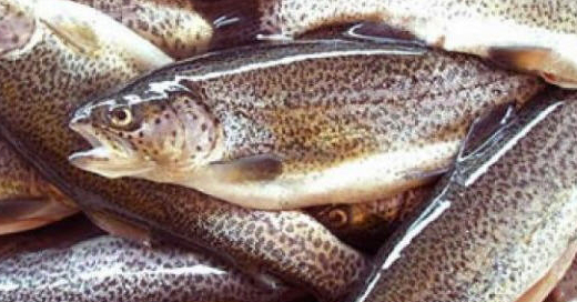 Купить форель