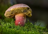 Можно ли есть червивые грибы?