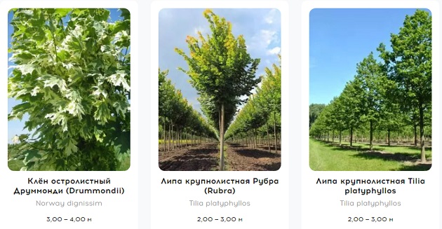 Большие хвойные или лиственные деревья, выращенные в специальных питомниках, именуют крупномерами