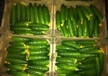 свежие огурцы