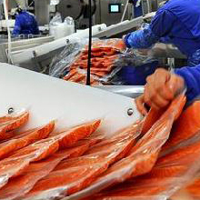 Норвегия втрое увеличила экспорт лосося в Беларусь