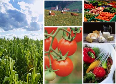 продукция агропромышленного комплекса